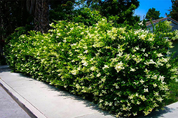 curly leaf ligustrum