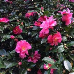 dark pink Kanjiro Camellia