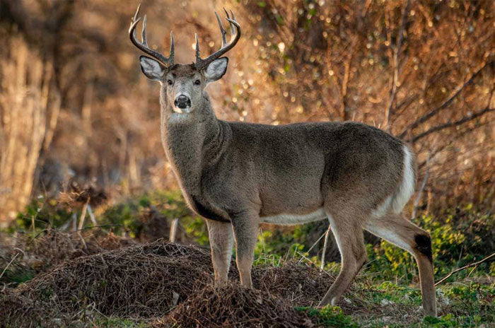 which evergreen trees are deer resistant?