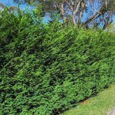 Leyland Cypress - low maintenance evergreen plants and trees