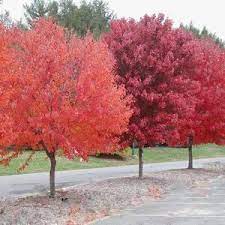 Brandywine Maple Tree