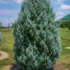 Sapphire Cypress