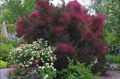 Royal Purple Smoke Tree