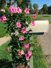 Mandevilla vines