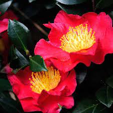 Yuletide Camellias what blooms in fall