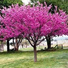 Redbud Tree