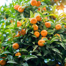 Owari Satsuma Madarin Orange Tree