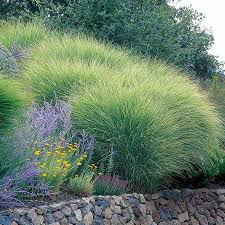 Drought Resistant Plants Miscanthus Maiden Grass