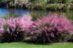 Pink Muhly Grass