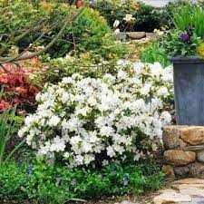 White Gumpo Azalea