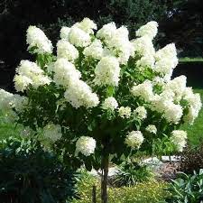 Hydrangea Tree