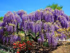 blue chinese wisteria tree