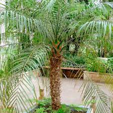 Robellini Palm