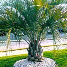 Pindo Palm