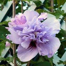 Rose of Sharon tree