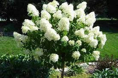 Hydrangea Tree