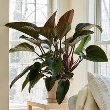 Philodendron Congo Rojo house plant
