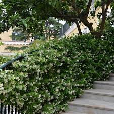 Star Jasmine