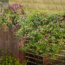 Sweet Summer Love Clematis