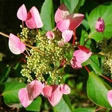 Pink Climbing Hydrangea