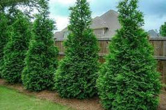 evergreen trees