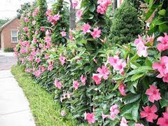 Pink Mandevilla Vine