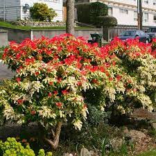 Pieris Mountain Fire