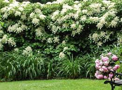 White Climbing Hydrangea Vine