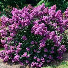 Purple Magic Crape Myrtle tree