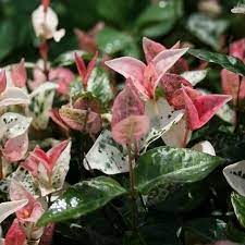 Snow and Summer Asiatic Jasmine