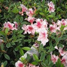 Autumn Chiffon Azalea