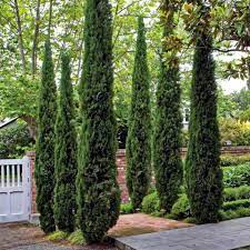 Italian Cypress sound barrier trees