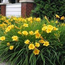 daylillies for around mailboxes