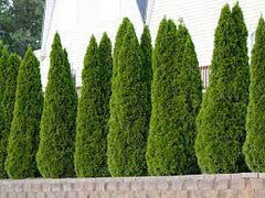 emerald green arborvitae