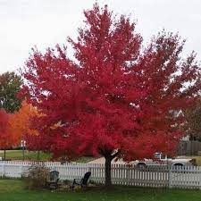 Red Sunset Maple