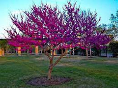 Oklahoma Redbud