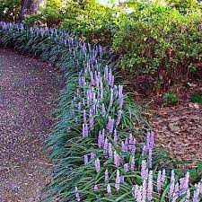 line of big blue liriope