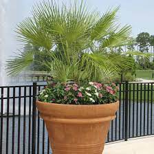 European Fan Palm. How To Plant Palm Trees