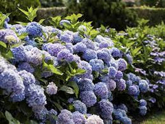 Endless Summer Hydrangea