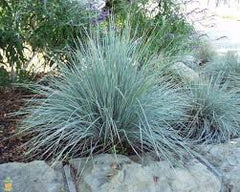 Blue Fescue Grass