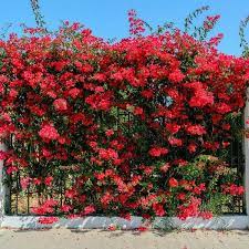 Bougainvillea vines. Mailbox landscaping ideas