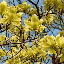 dwarf magnolia trees