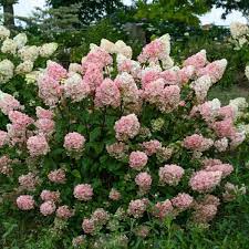 Strawberry Sundae Hydrangea