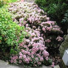 Pink Gumpo Azalea