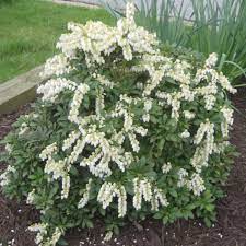 Mountain Snow Pieris