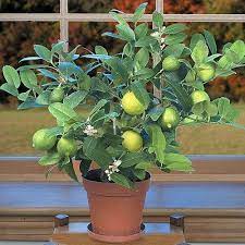 key lime tree - easiest fruit trees to grow