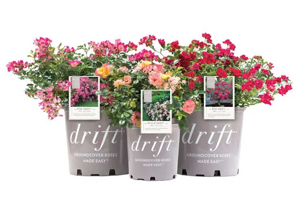 Drift Roses