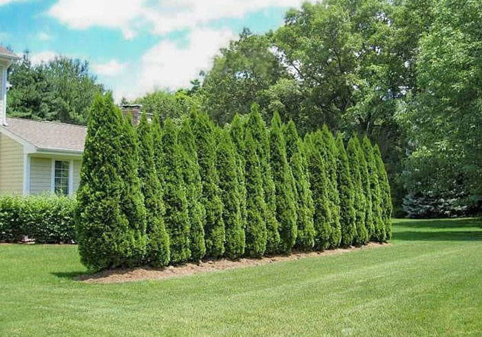 what are the best dwarf evergreen trees for privacy?