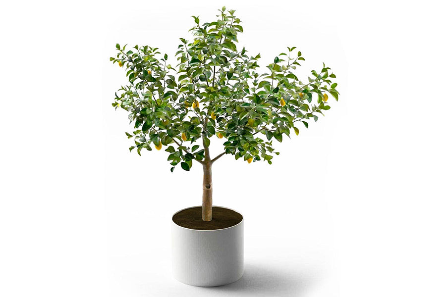 can you grow dwarf trees in pots?