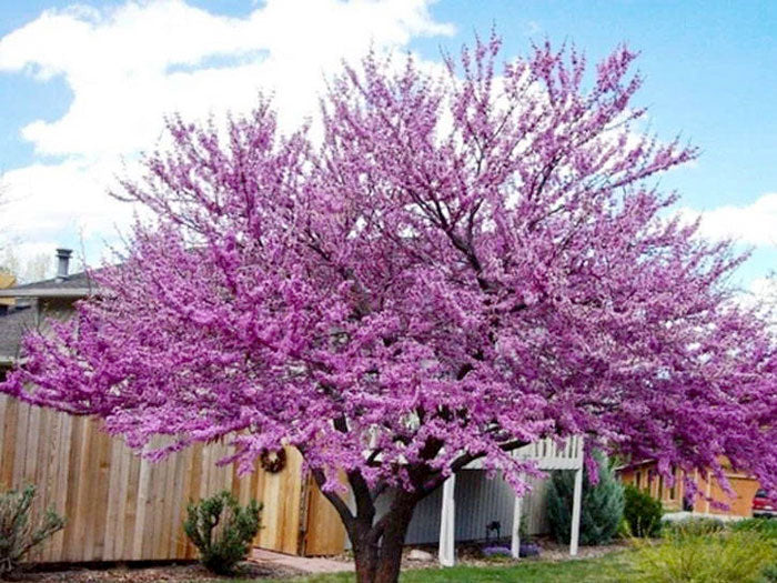 eastern redbud